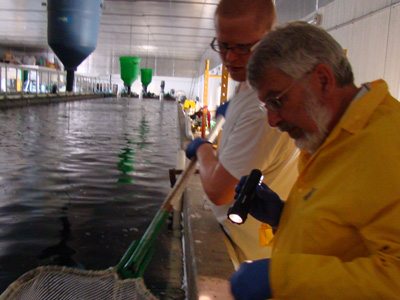 Fish farming